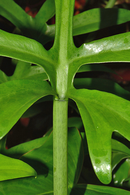 Philodendron distantilobum