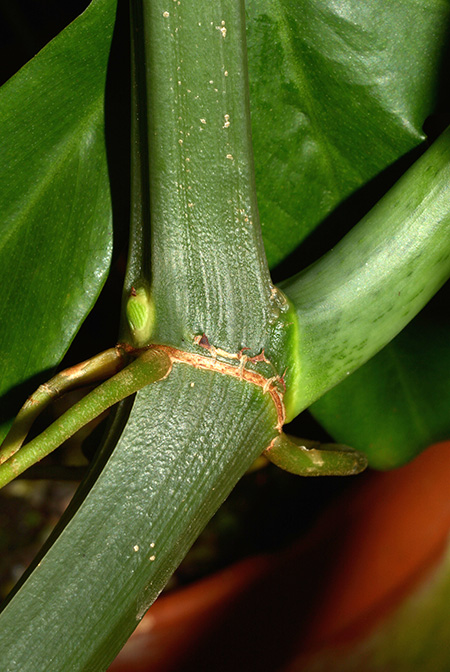 Philodendron distantilobum
