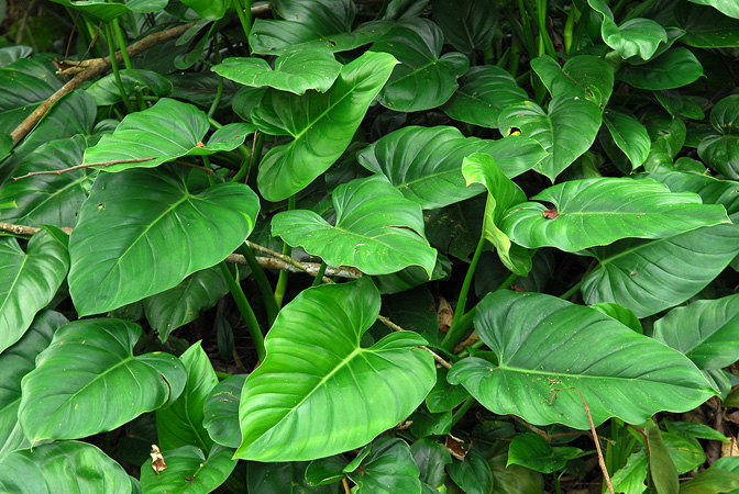 Philodendron dodsonii