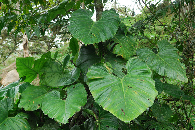 Philodendron dodsonii