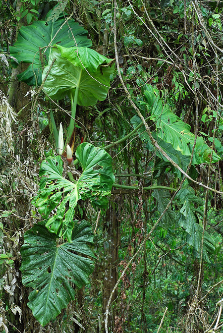 Philodendron dodsonii