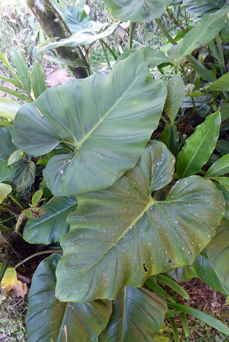 Philodendron dodsonii