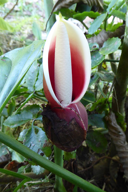 Philodendron dodsonii