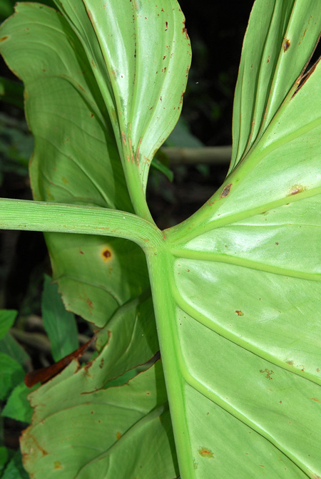 Philodendron dodsonii