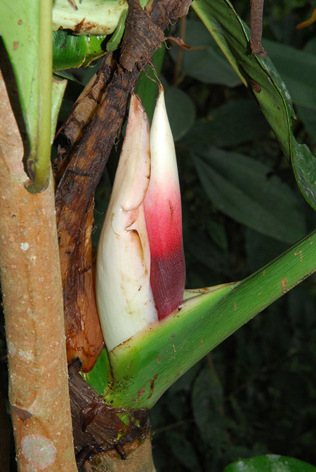 Philodendron dodsonii