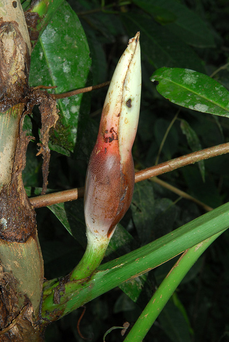 Philodendron dodsonii