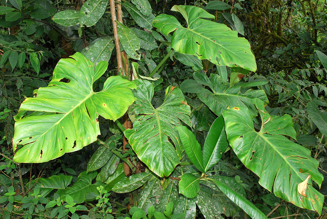 Philodendron dodsonii