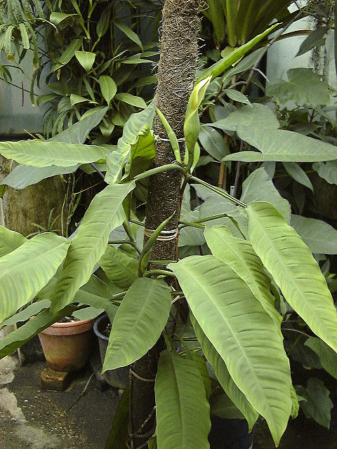 Philodendron duckei