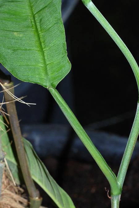 Philodendron duckei