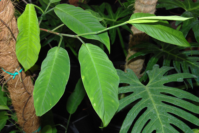 Philodendron duckei