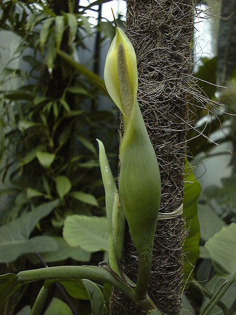 Philodendron duckei