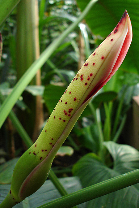 Philodendron dunstervilleorum