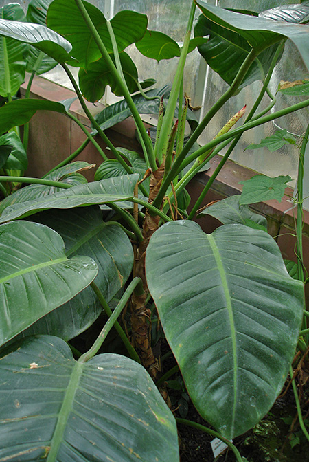 Philodendron dunstervilleorum