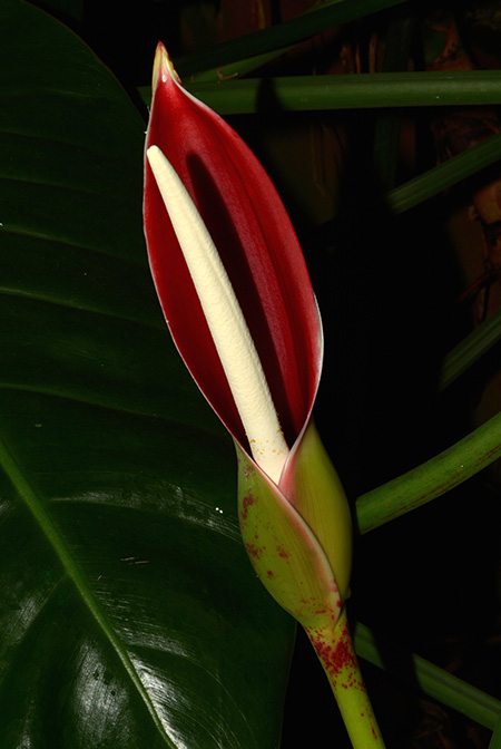 Philodendron dunstervilleorum