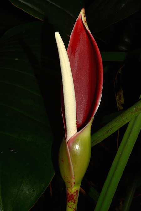 Philodendron dunstervilleorum