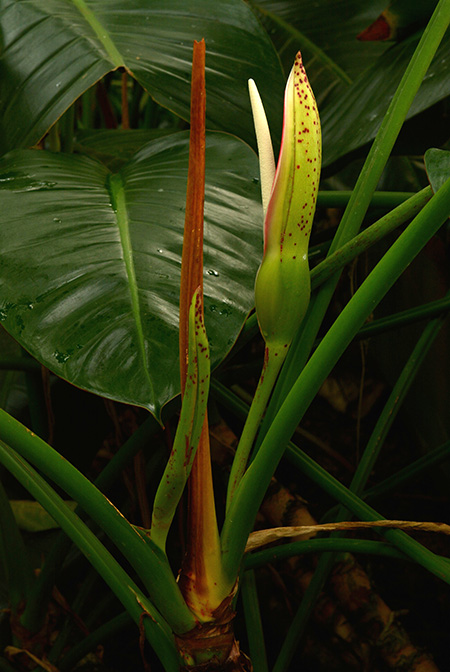 Philodendron dunstervilleorum