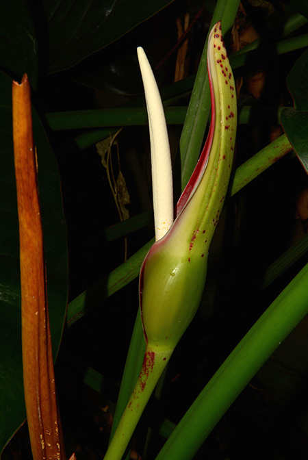 Philodendron dunstervilleorum