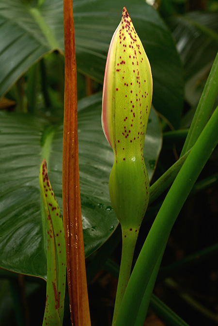Philodendron dunstervilleorum
