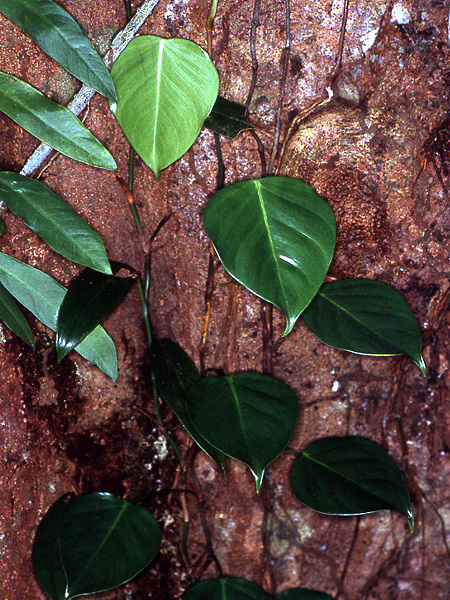 Philodendron ecordatum