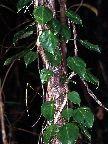 Philodendron ecordatum