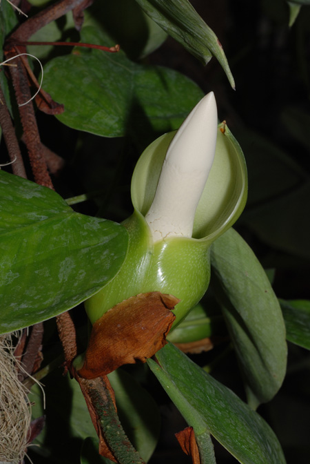 Philodendron ecordatum