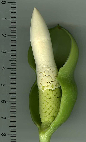 Philodendron ecordatum