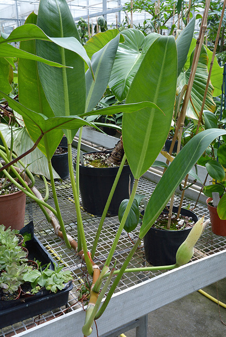 Philodendron edmundoi