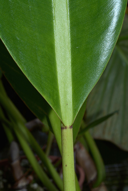 Philodendron edmundoi
