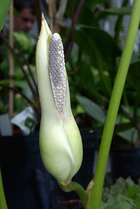 Philodendron edmundoi