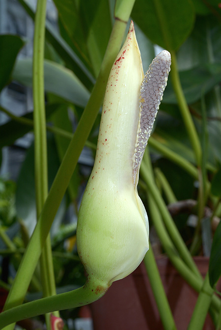 Philodendron edmundoi
