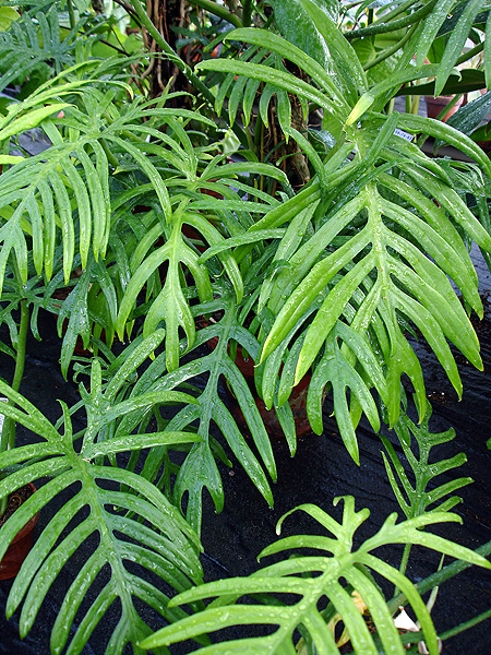 Philodendron elegans