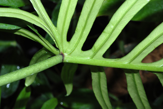 Philodendron elegans