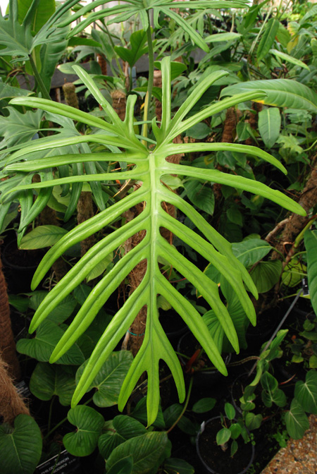 Philodendron elegans