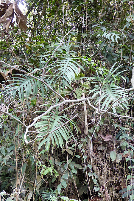 Philodendron elegans