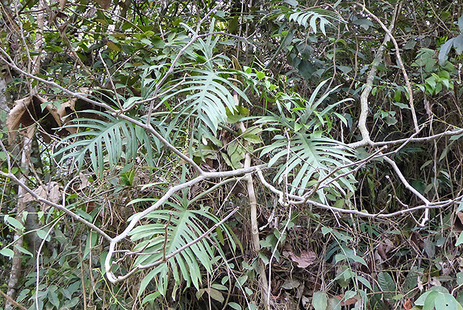 Philodendron elegans