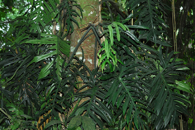 Philodendron elegans