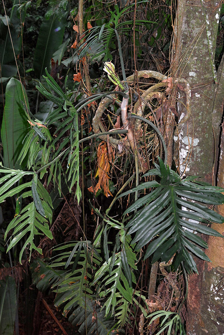 Philodendron elegans