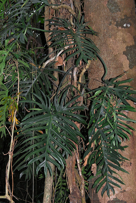 Philodendron elegans