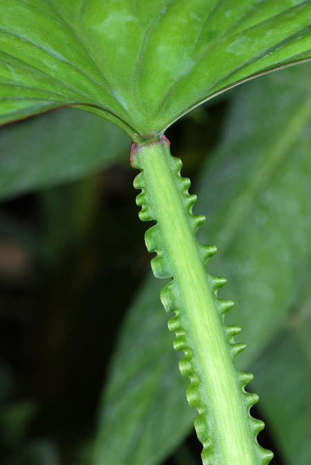Philodendron ernestii