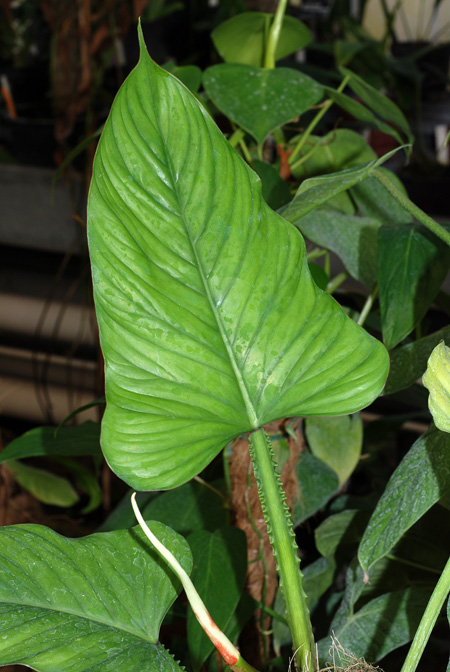 Philodendron ernestii