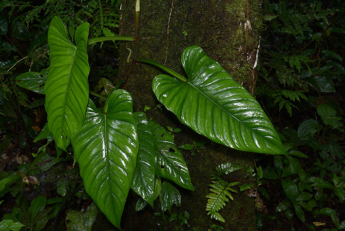 Philodendron ernestii