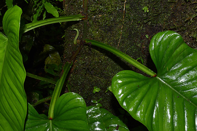 Philodendron ernestii