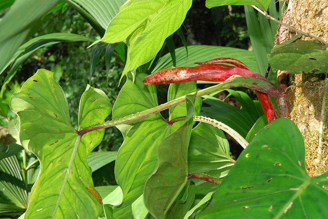 Philodendron ernestii
