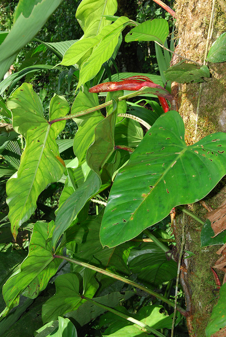 Philodendron ernestii