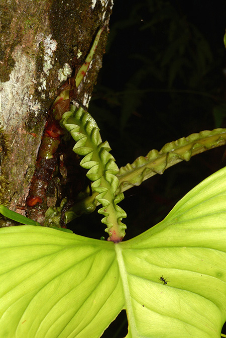 Philodendron ernestii