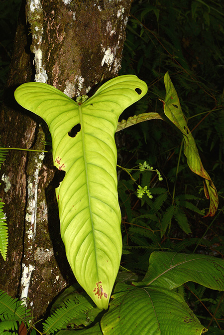 Philodendron ernestii