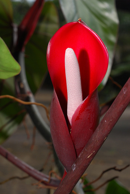 Philodendron erubescens