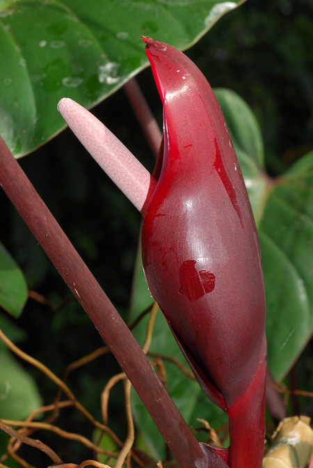 Philodendron erubescens
