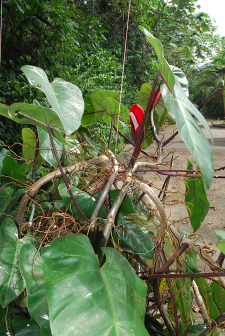 Philodendron erubescens