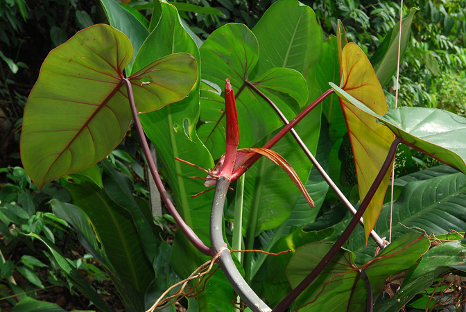 Philodendron erubescens